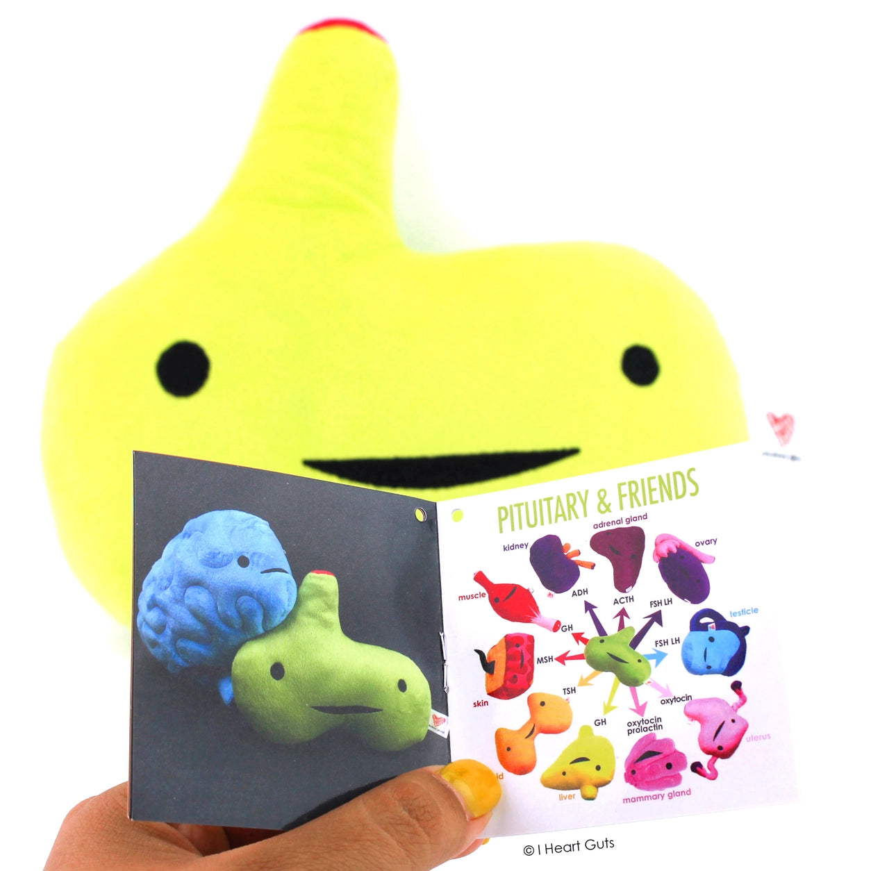 Knuffel hypofyse - Ain’t Life Gland?