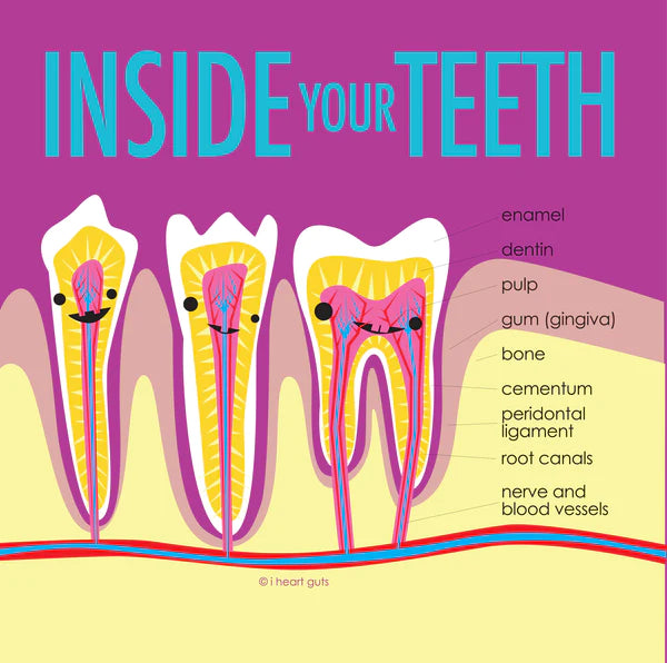 Knuffel tand - You can’t handle the tooth!
