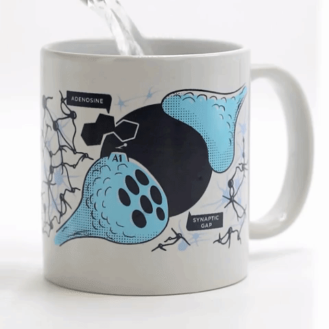 In het filmpje zie je een koffiemok met een illustratie van een presynaptisch en postsynaptisch neuron. Aan de A1-receptor op het presynaptisch neuron bindt aanvankelijk adenosine. Wanneer er kokend water in de mok wordt gegoten, verdwijnt de adenosine en verschijnt er cafeïne op die plaats. Vervolgens komt er dopamine vrij in de synapsspleet tussen de twee neuronen – een visuele vertaling van het stimulerende effect van cafeïne op het brein.