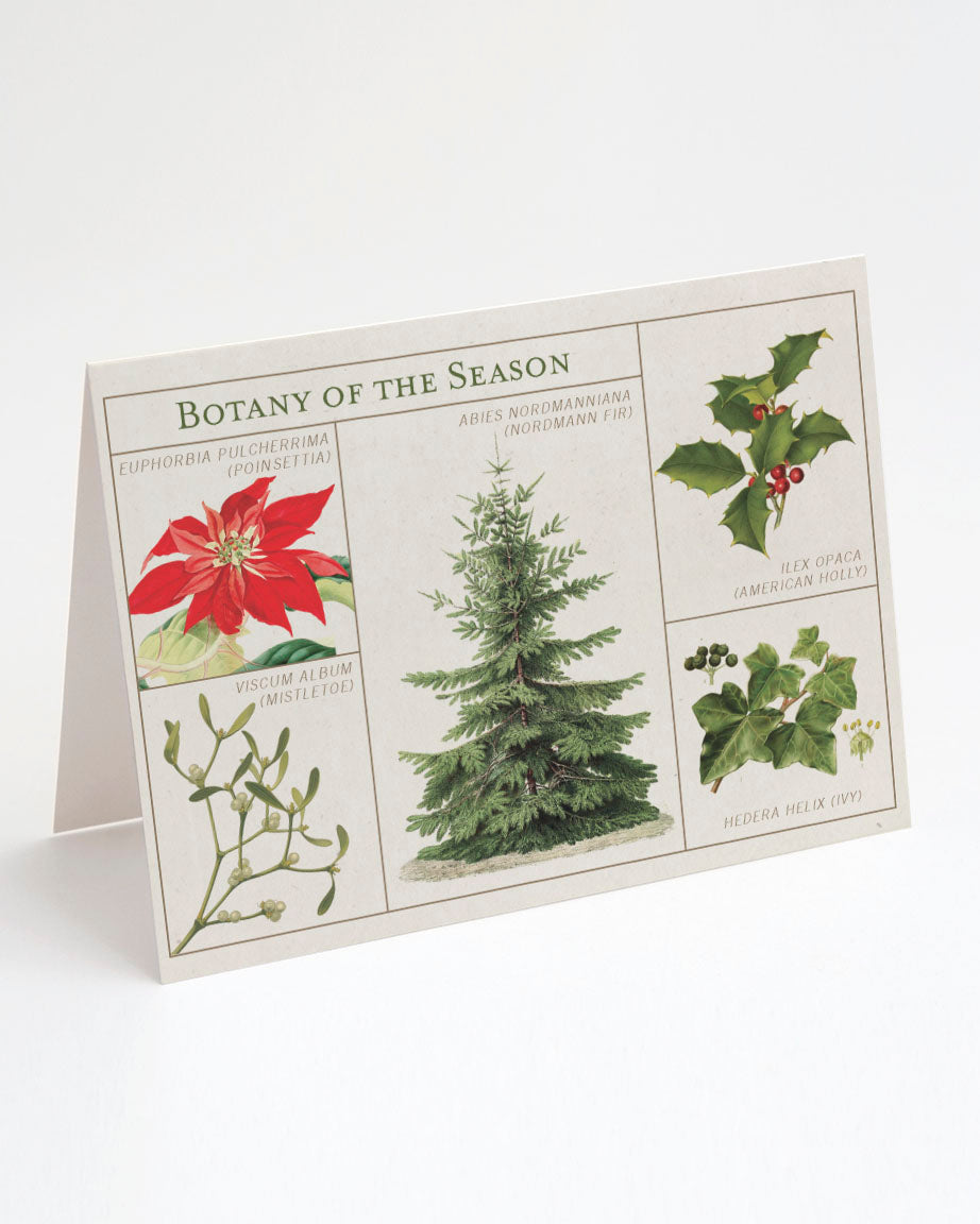 Greeting card Christmas "Botany of the season"
