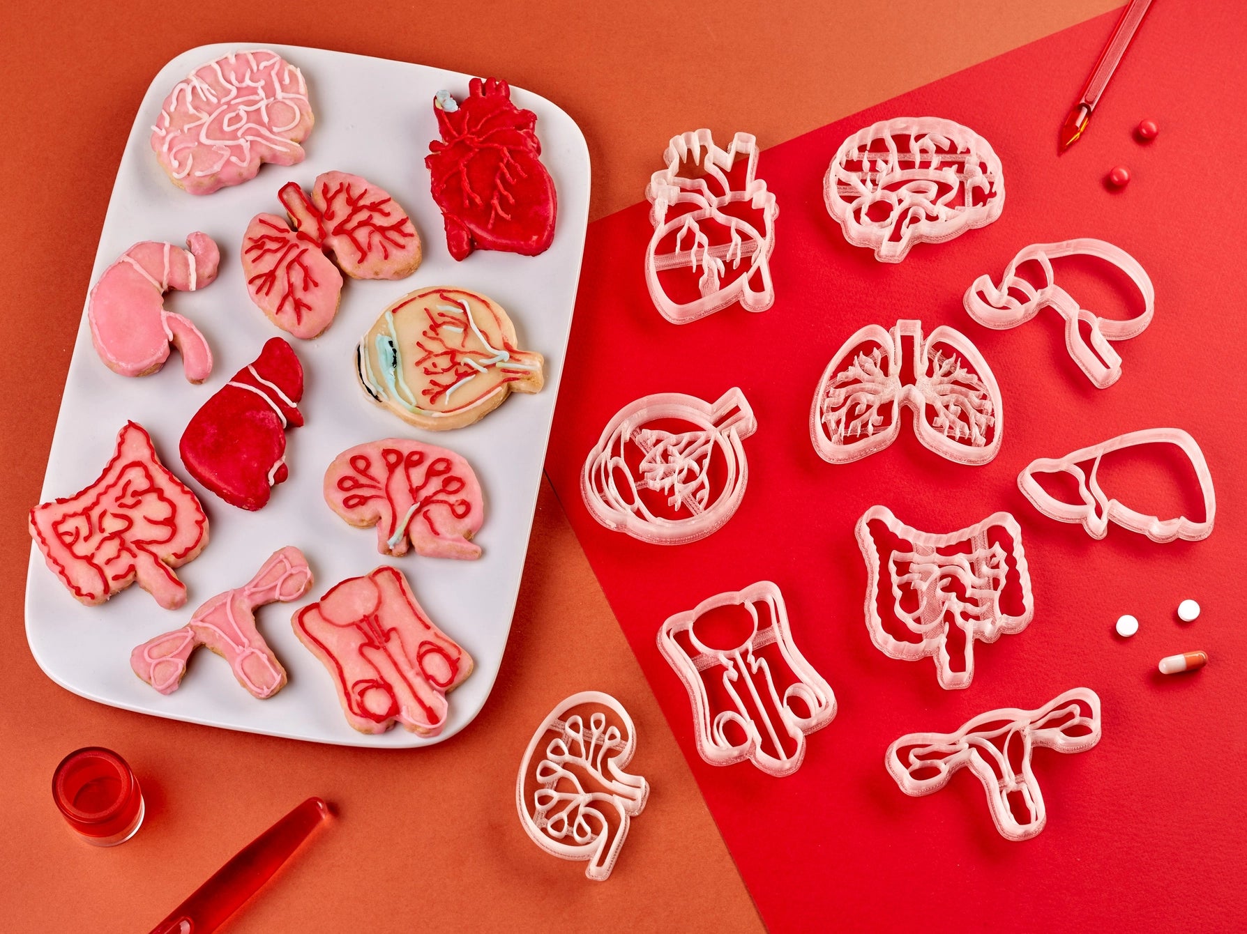 Clay molds anatomy