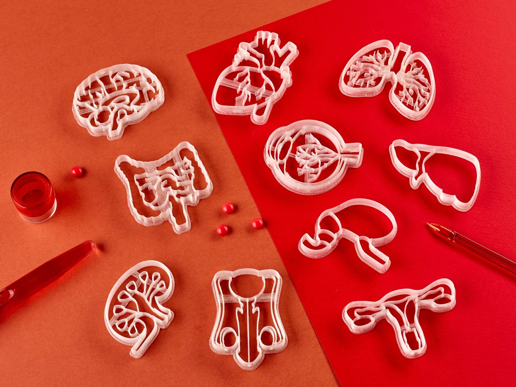 Clay molds anatomy