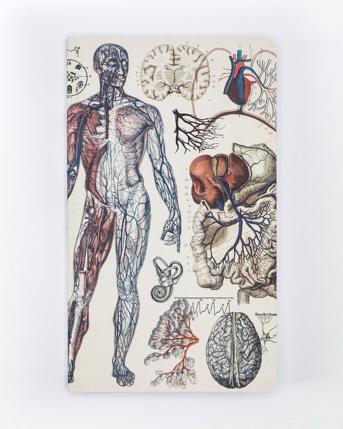 Agenda vasculaire anatomie