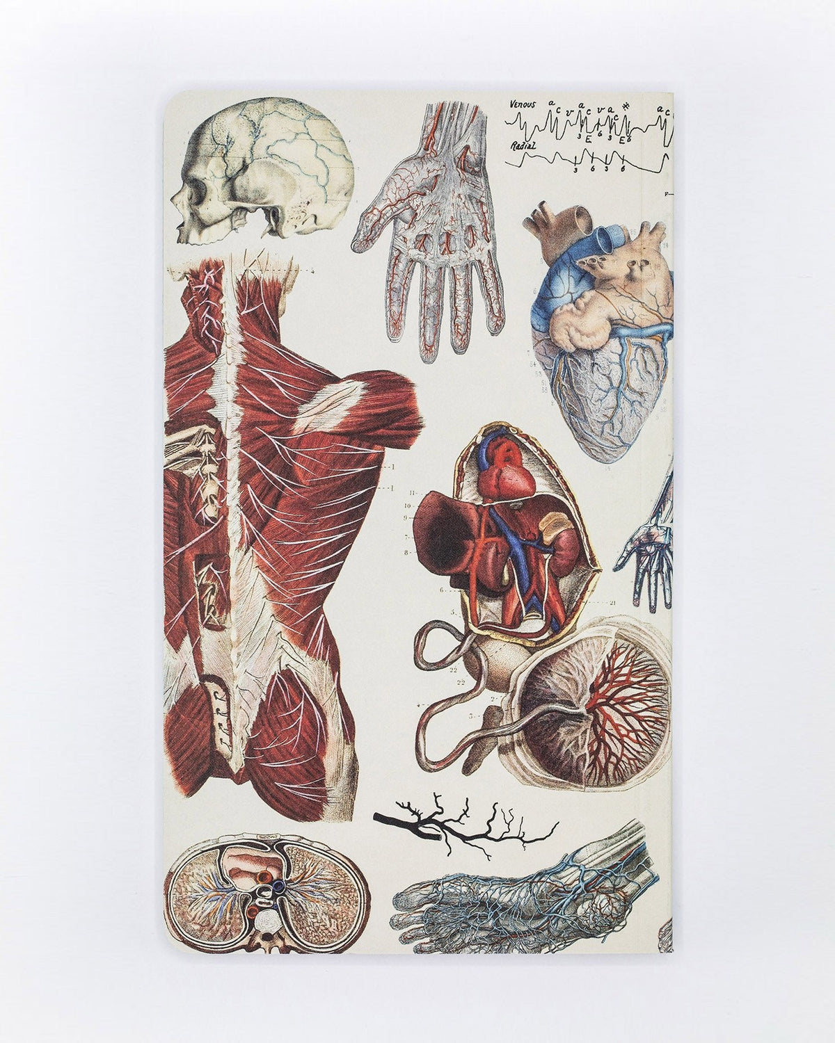 Agenda vasculaire anatomie