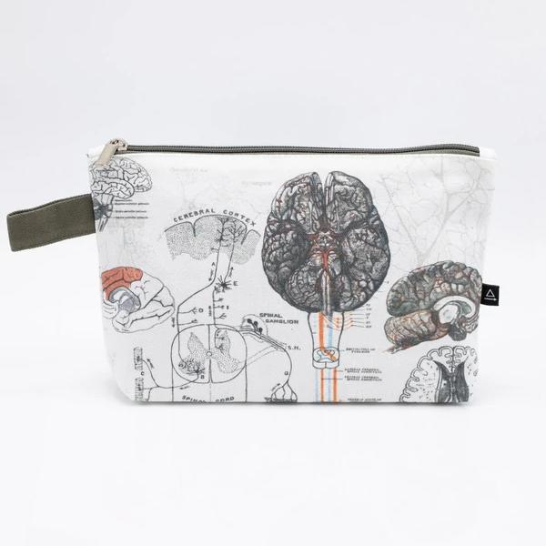 zip case anatomy of the brain - Fairy Positron