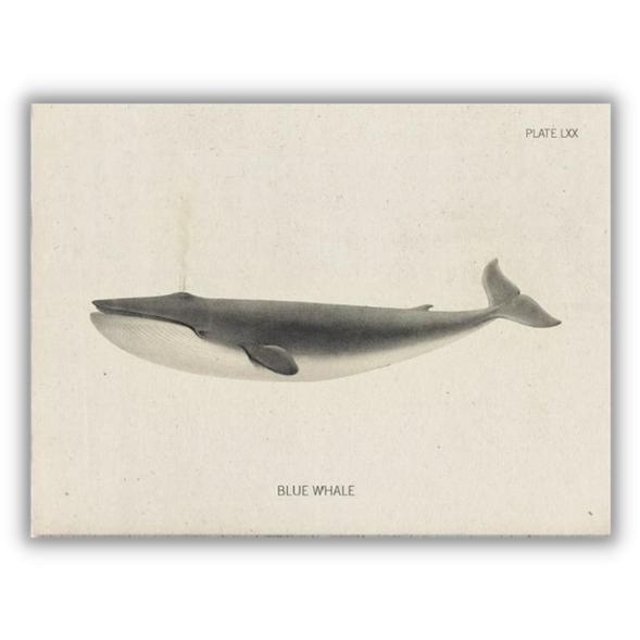 Greeting card blue whale - Fairy Positron